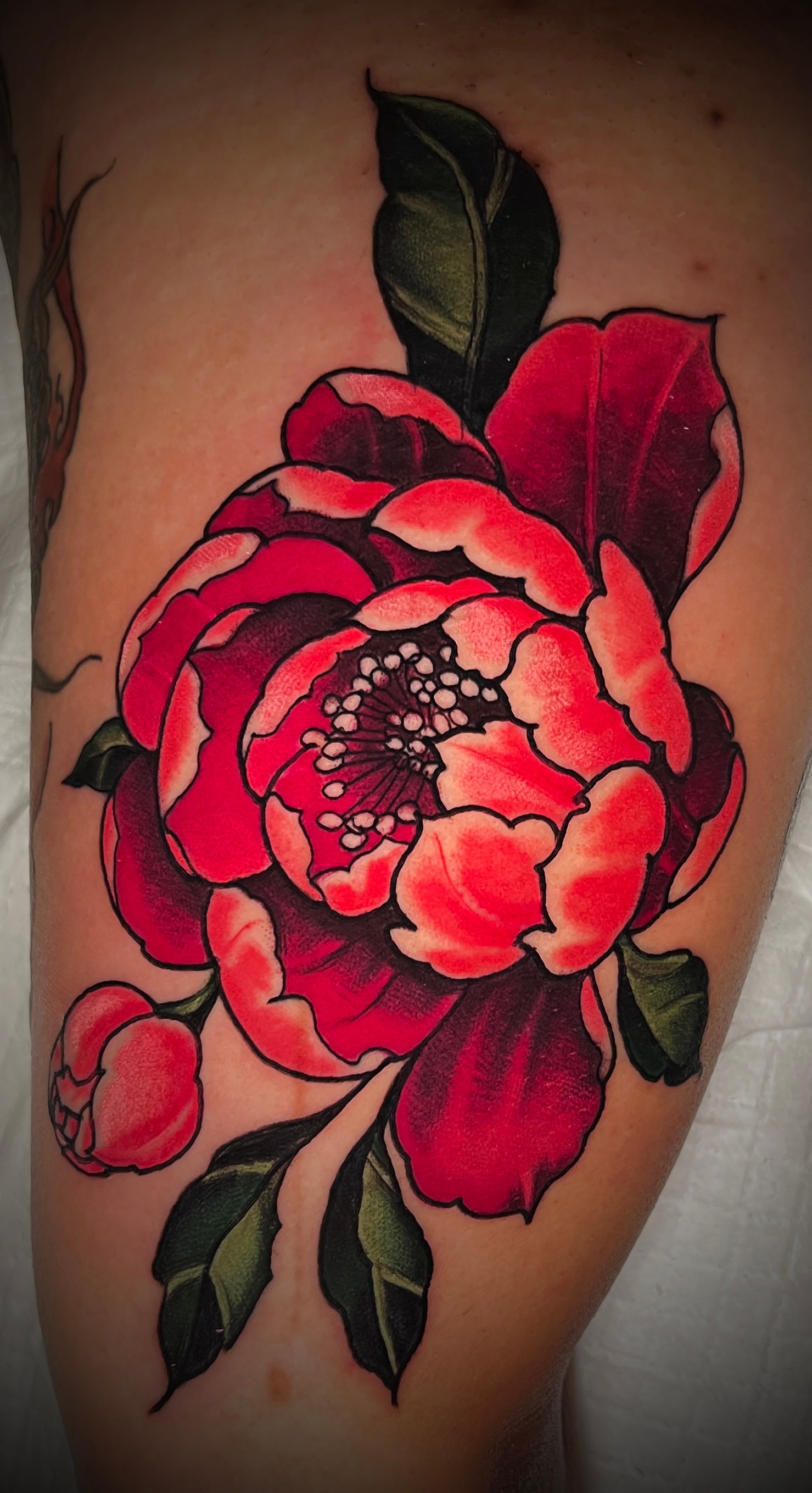 Japanese Peony